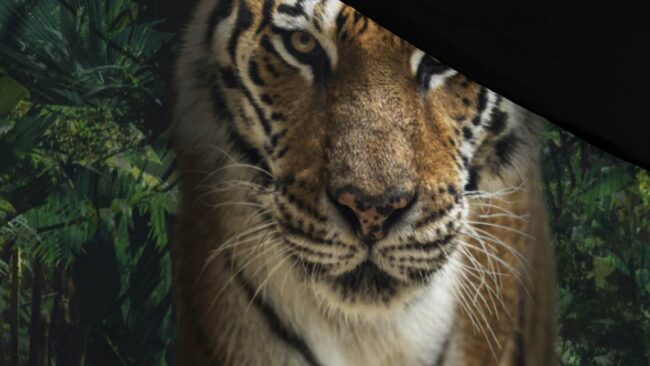 Senzai Tiger dekbedovertrek - Afbeelding 3