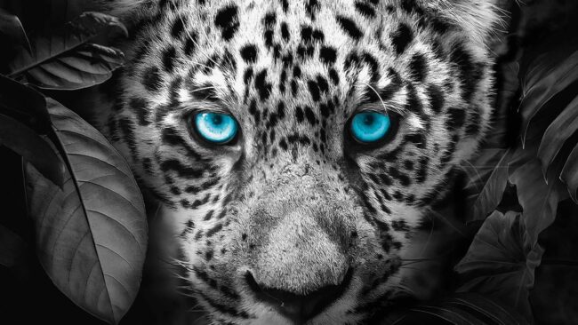 Pure Blue Eyes dekbedovertrek - Afbeelding 3