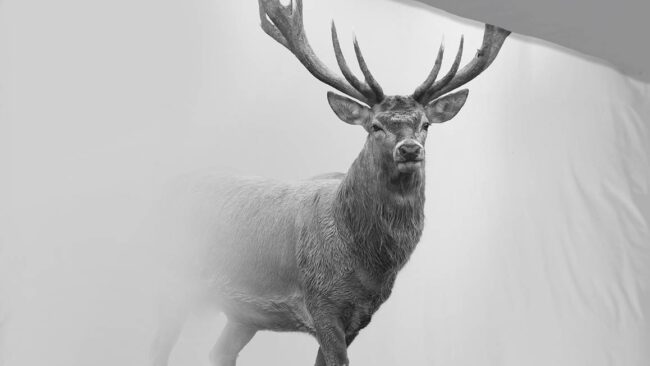 Pure Grey Deer dekbedovertrek - Afbeelding 3