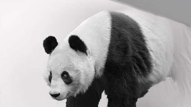 Pure Panda dekbedovertrek - Afbeelding 3
