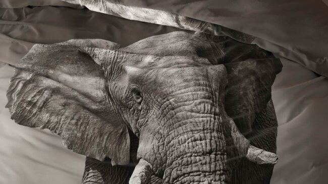 Sleeptime Elegant Elephant dekbedovertrek - Afbeelding 3